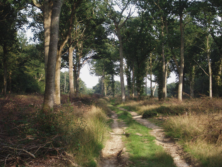 Woodland Regeneration