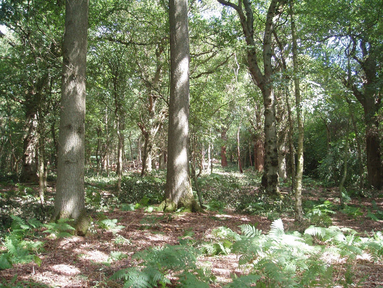 Oak Woodlands