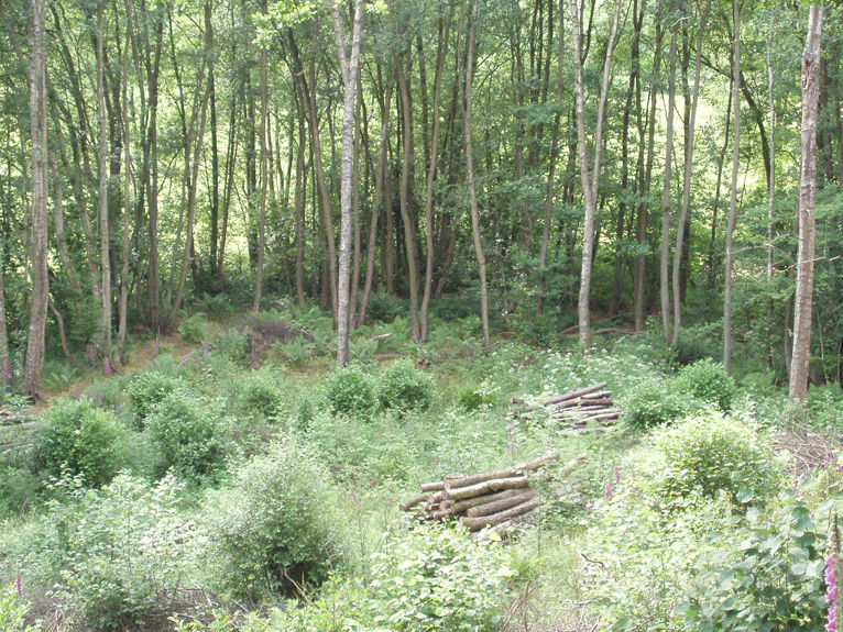 Coppicing