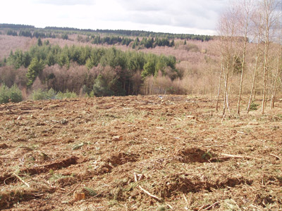 Woodland Consultancy